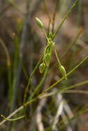 Image of Thysanotus chinensis Benth.