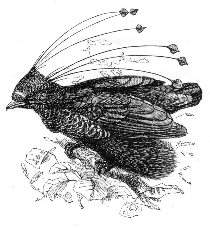 Image of Parotia Vieillot 1816