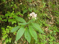 Image of Hydrangea alternifolia Sieb.