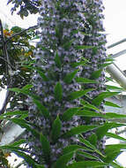 Imagem de Echium pininana Webb & Berth.