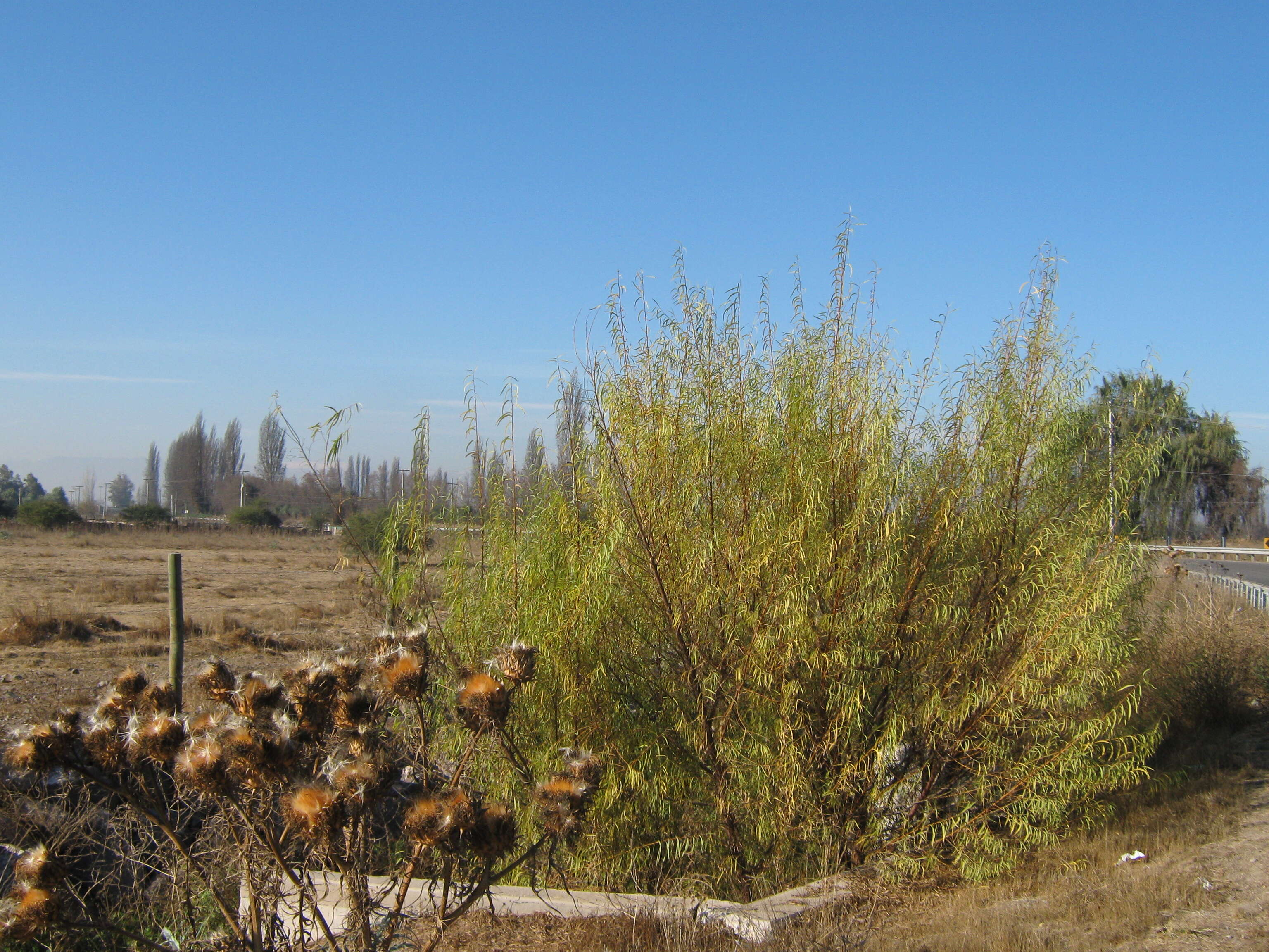 Imagem de Salix humboldtiana Willd.