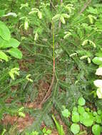 Imagem de Cephalotaxus harringtonii (Knight ex J. Forbes) K. Koch