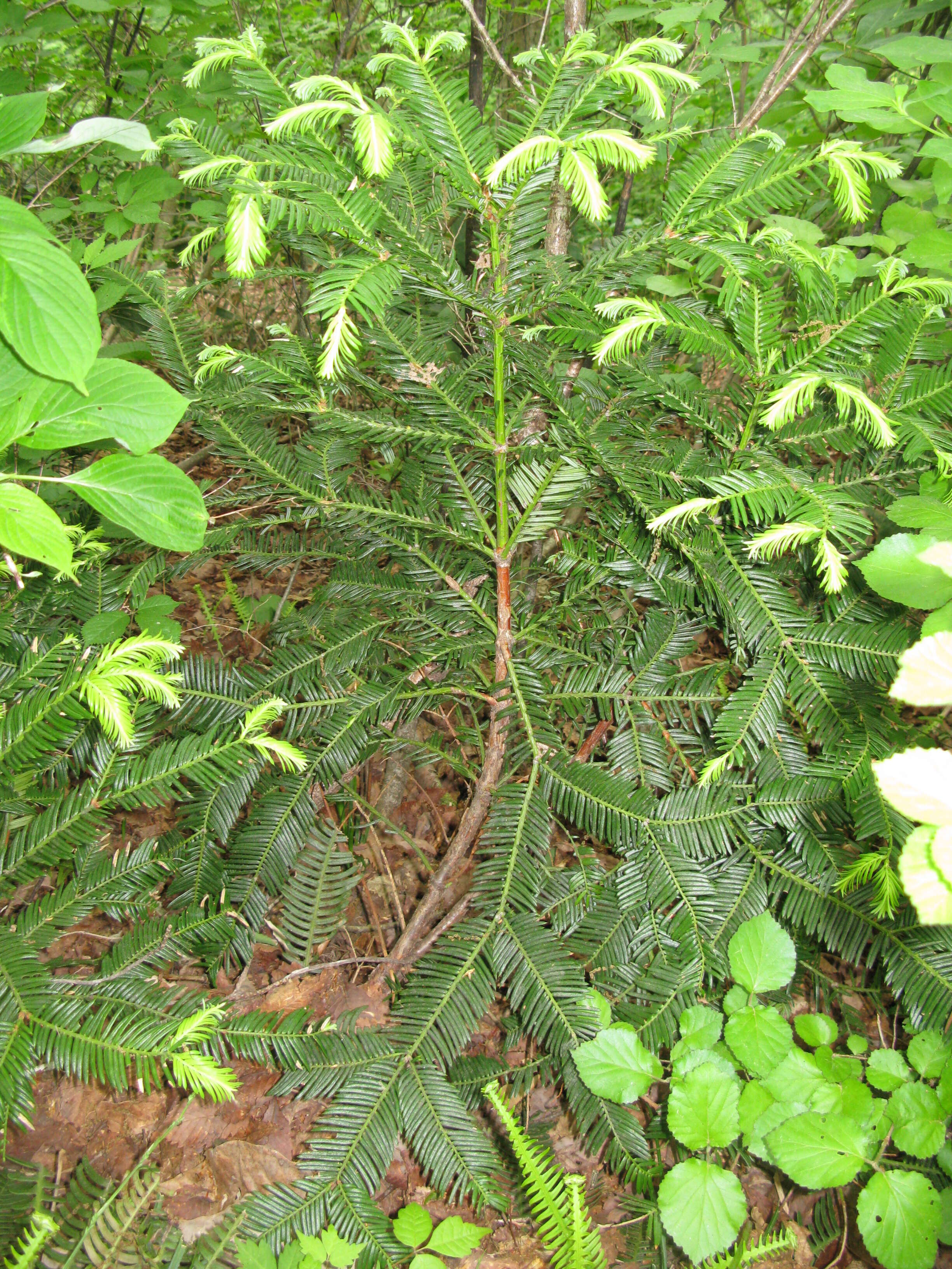 Imagem de Cephalotaxus harringtonii (Knight ex J. Forbes) K. Koch