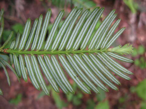 Plancia ëd Cephalotaxus harringtonii (Knight ex J. Forbes) K. Koch