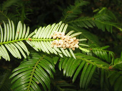 Imagem de Cephalotaxus harringtonii (Knight ex J. Forbes) K. Koch