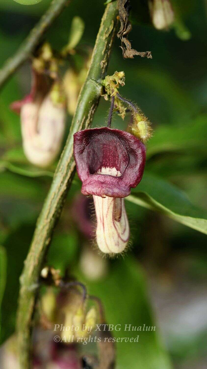 Image of Aristolochia howii Merr. & Chun