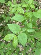 Image of golden mock orange