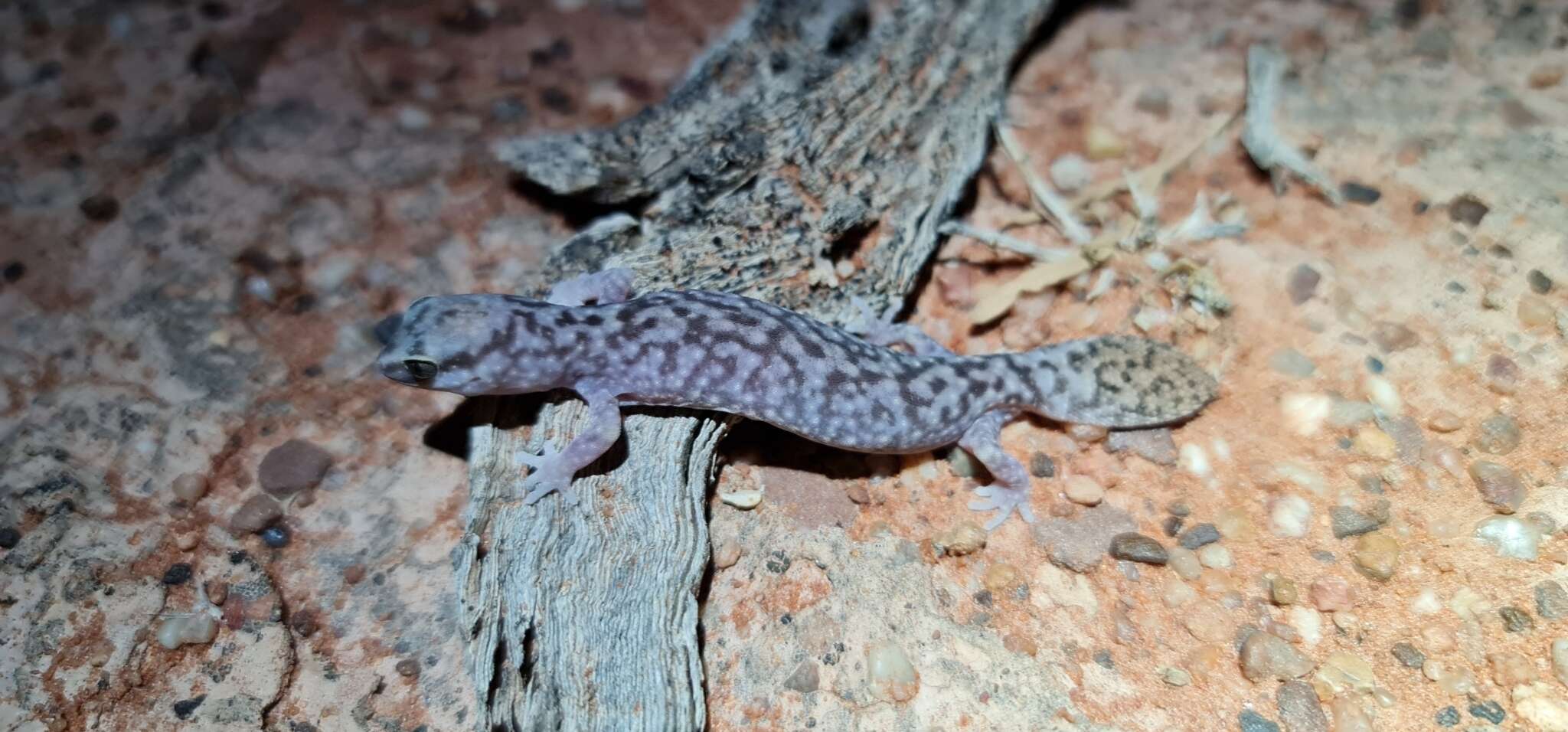 Image of Burrow-plug Gecko