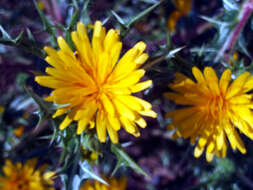 Image of Spanish oyster thistle