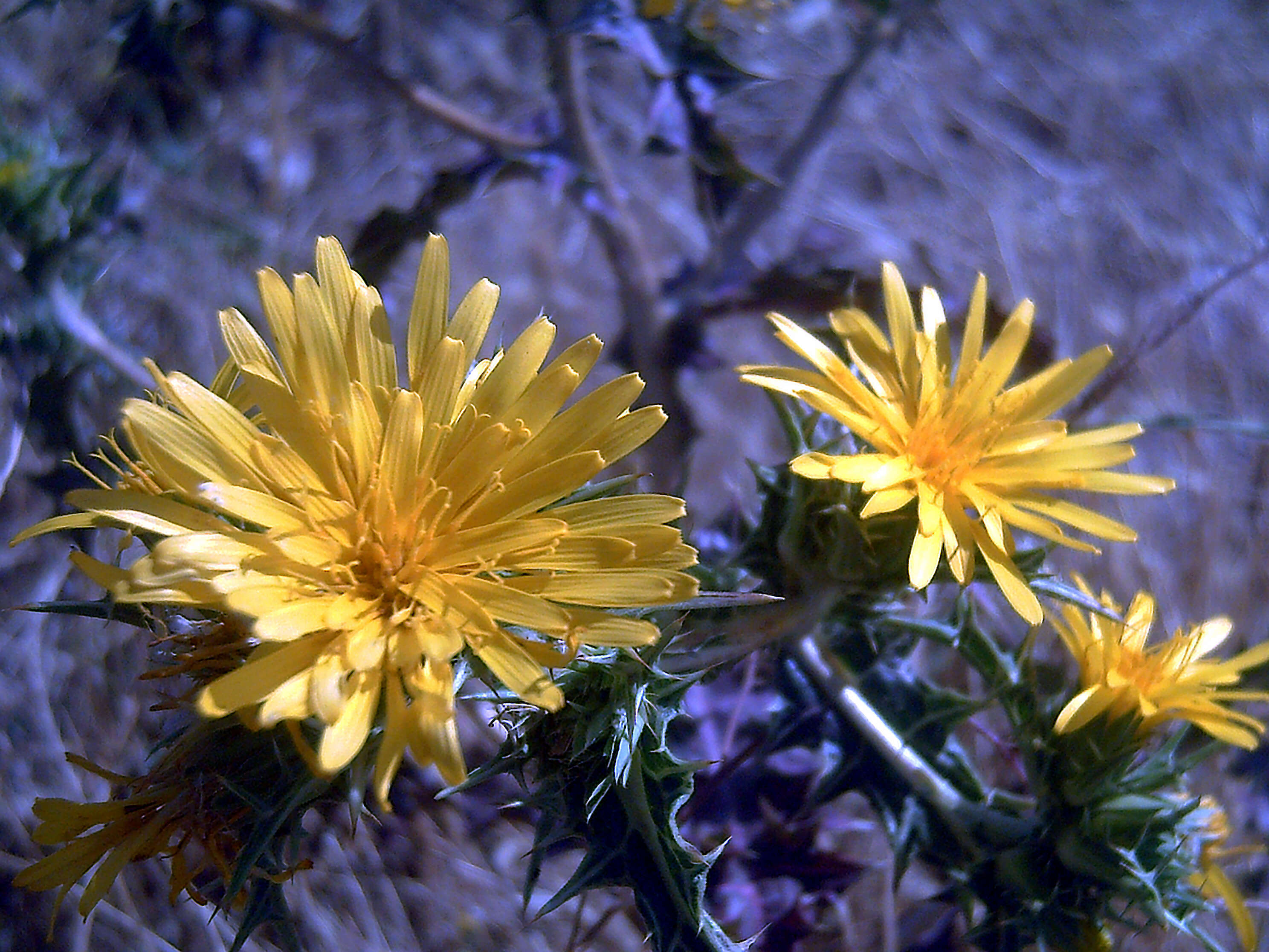 Image of Spanish oyster thistle