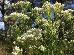 Image of Ozothamnus diosmifolius (Vent.) DC.