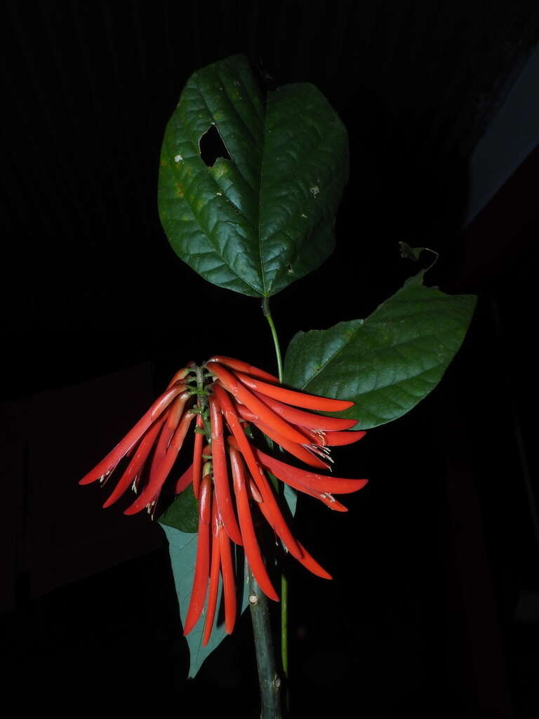 Imagem de Erythrina rubrinervia Kunth