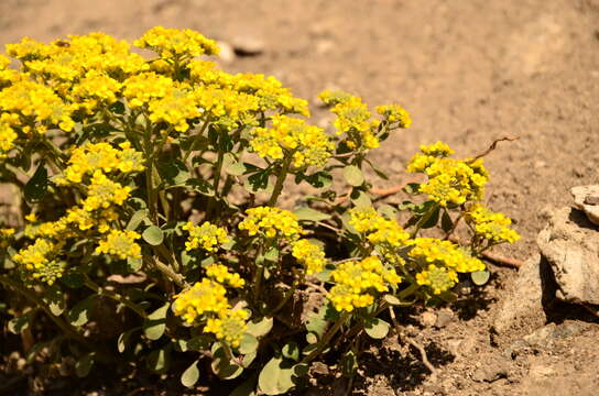 Слика од Alyssum obovatum (C. A. Mey.) Turcz.