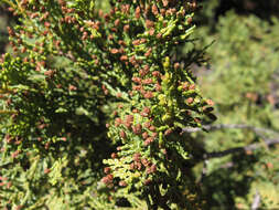 Image of Cordilleran Cypress