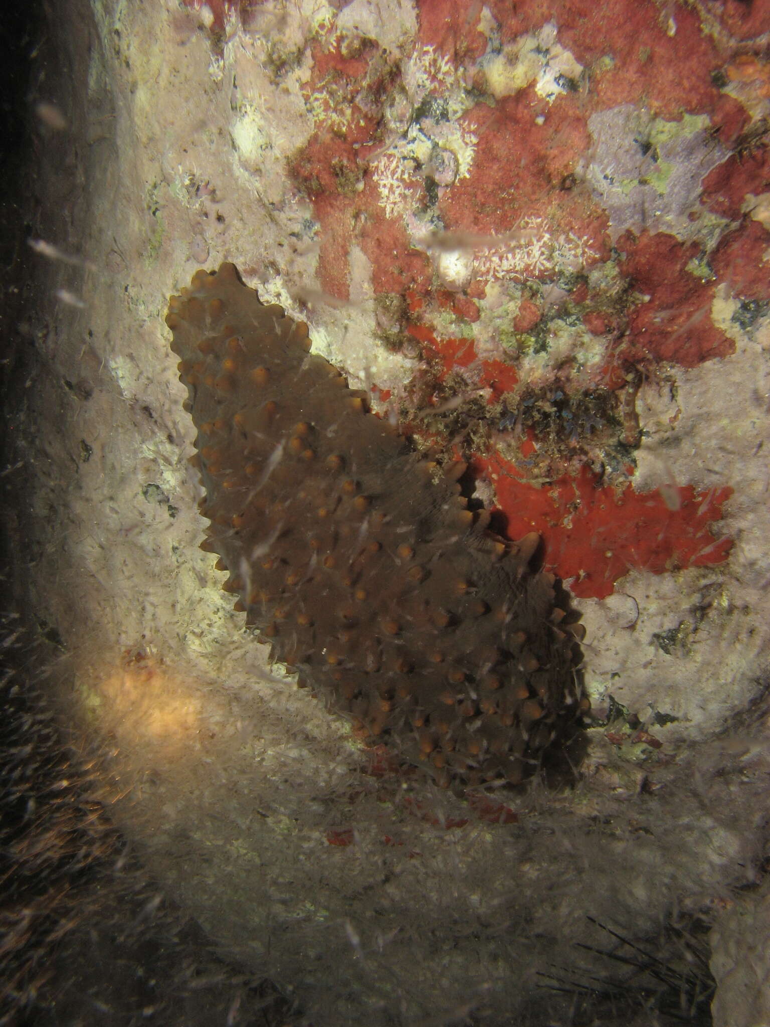 Image of Brown Sea Cucumber