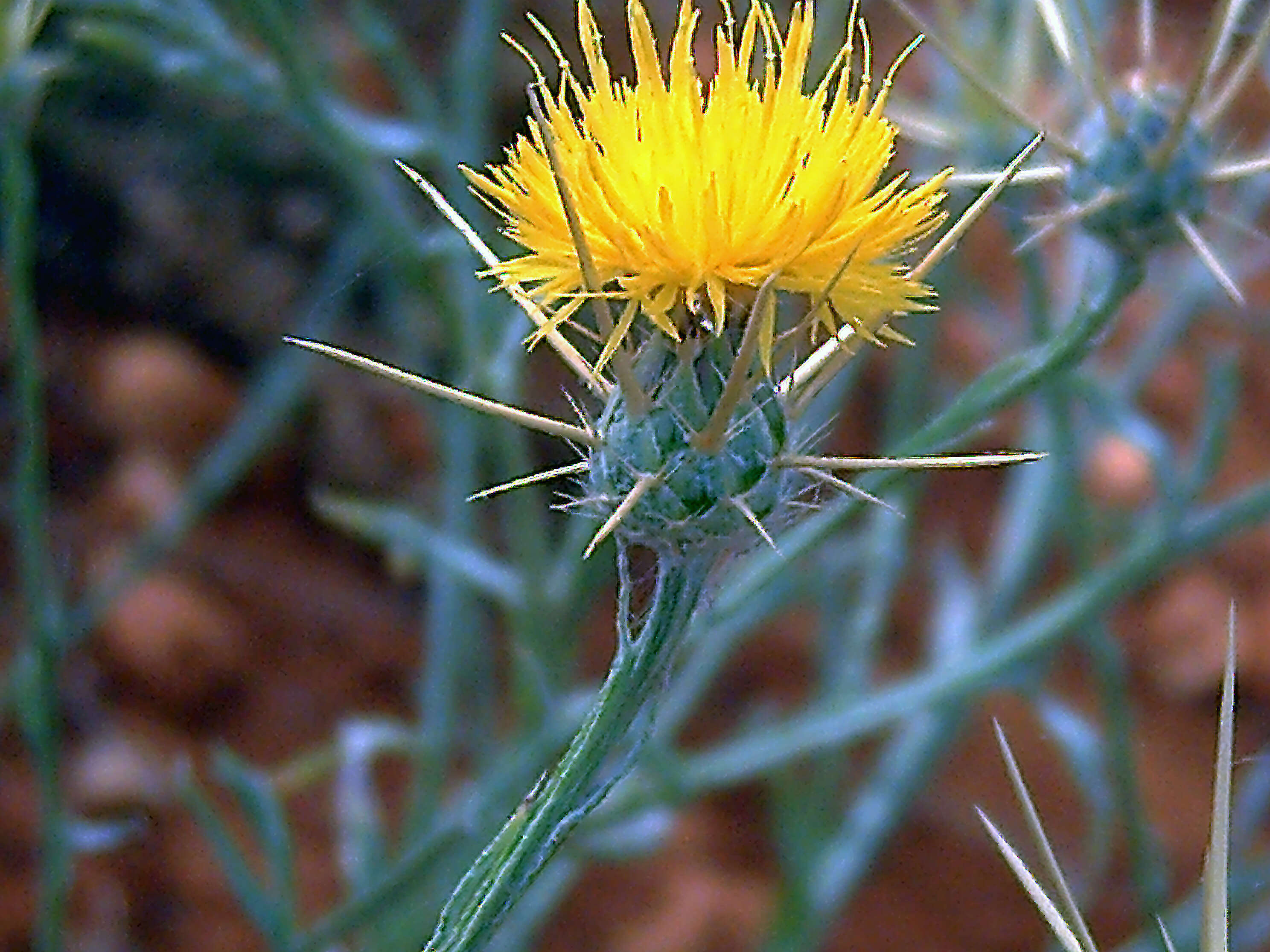 Image of yellow star-thistle