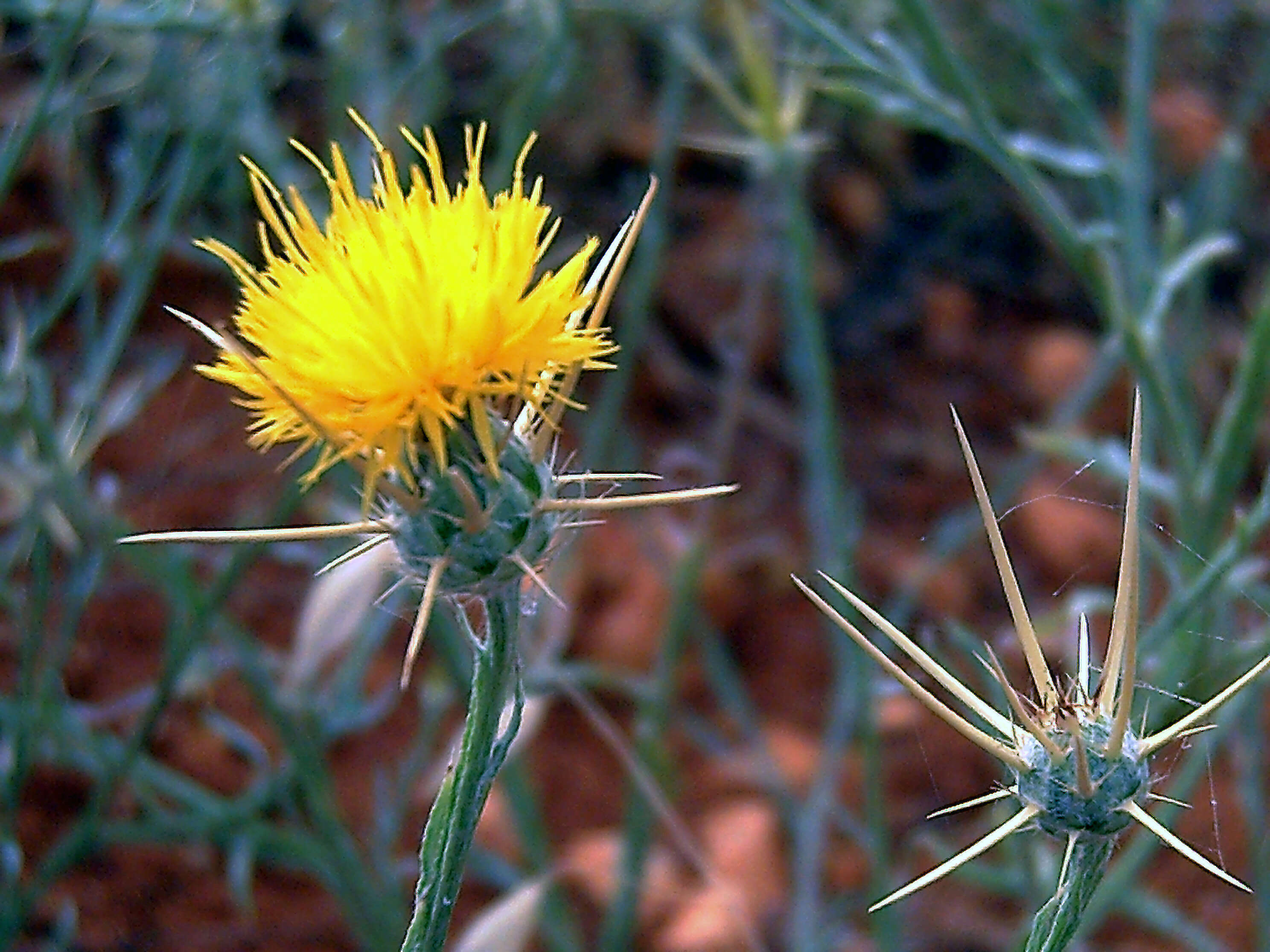 Image of yellow star-thistle