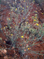 Image of yellow star-thistle