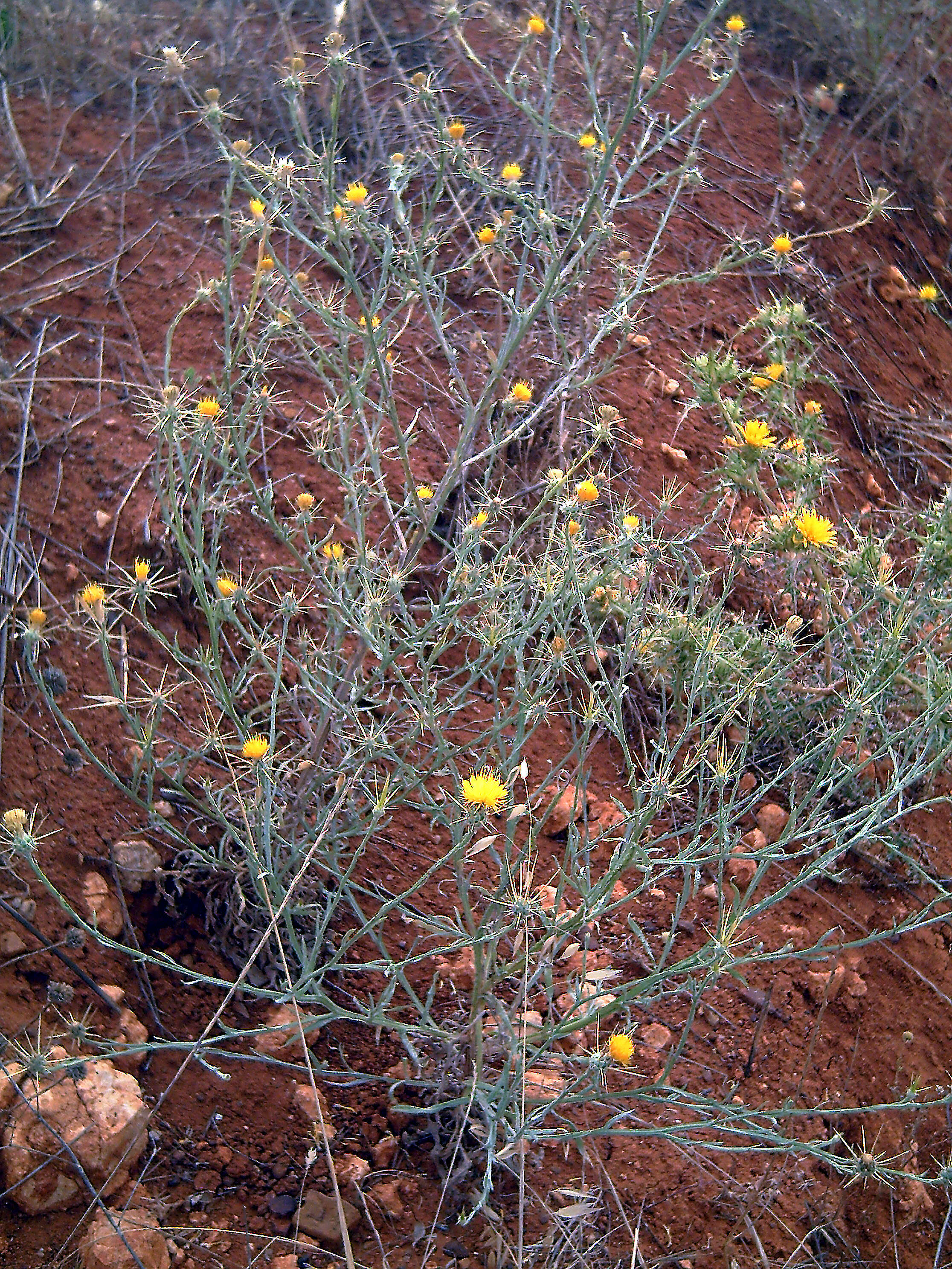 Image of yellow star-thistle