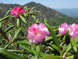 Imagem de Rhododendron degronianum Carr.