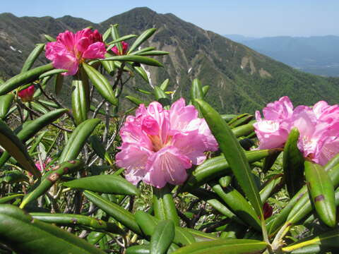 Image of Rhododendron degronianum Carr.