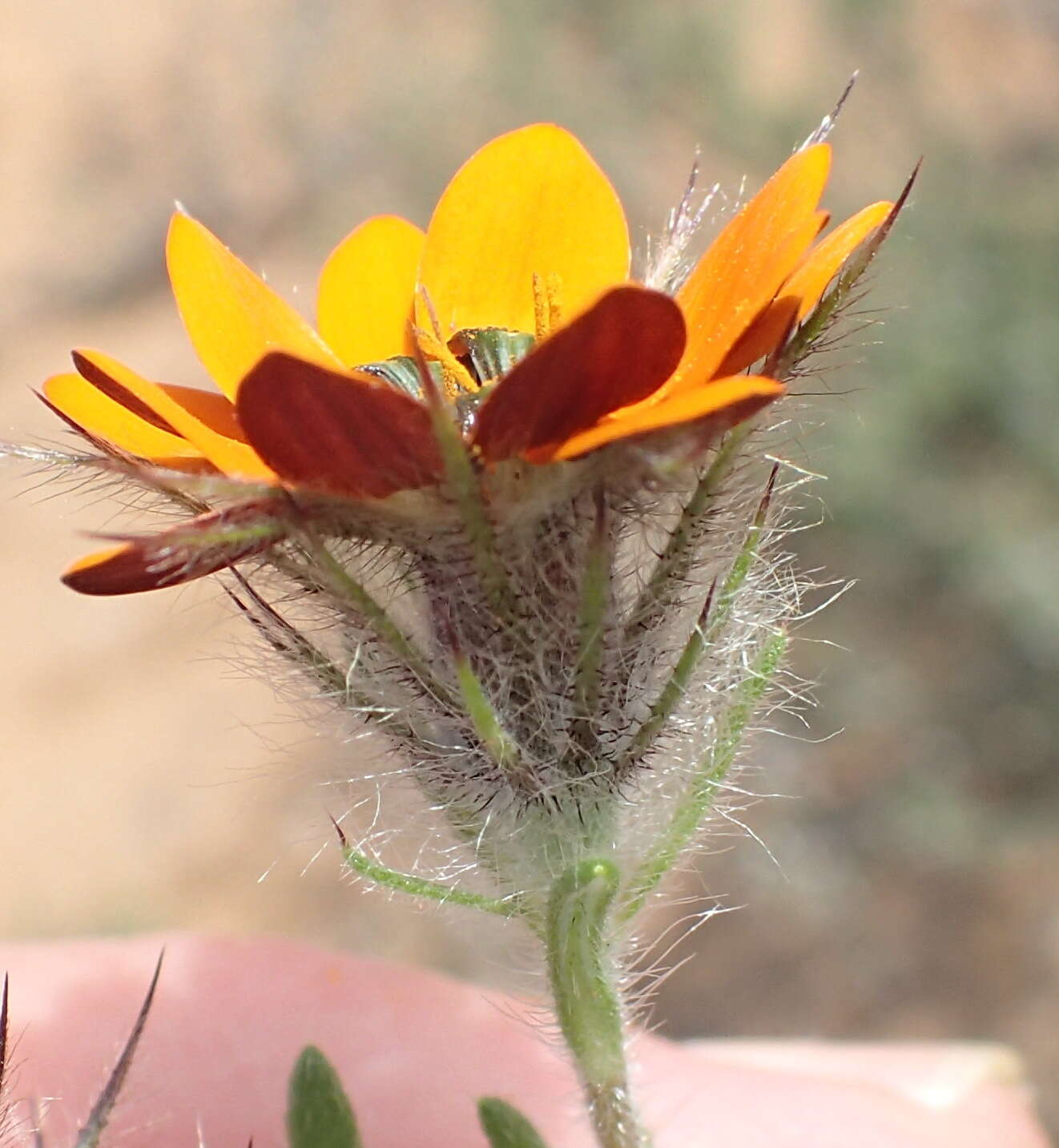 Image of Gorteria diffusa subsp. calendulacea (DC.) Roessler