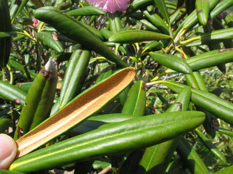 Image of Rhododendron degronianum Carr.