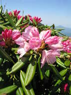 Image de Rhododendron degronianum Carr.