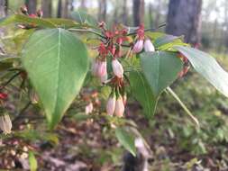 Image de Vaccinium virgatum Ait.