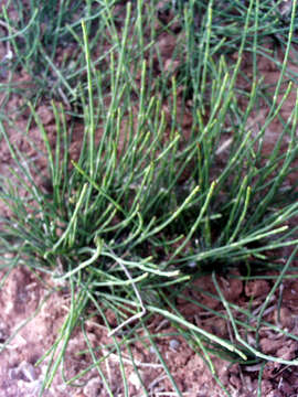 Image of boston horsetail