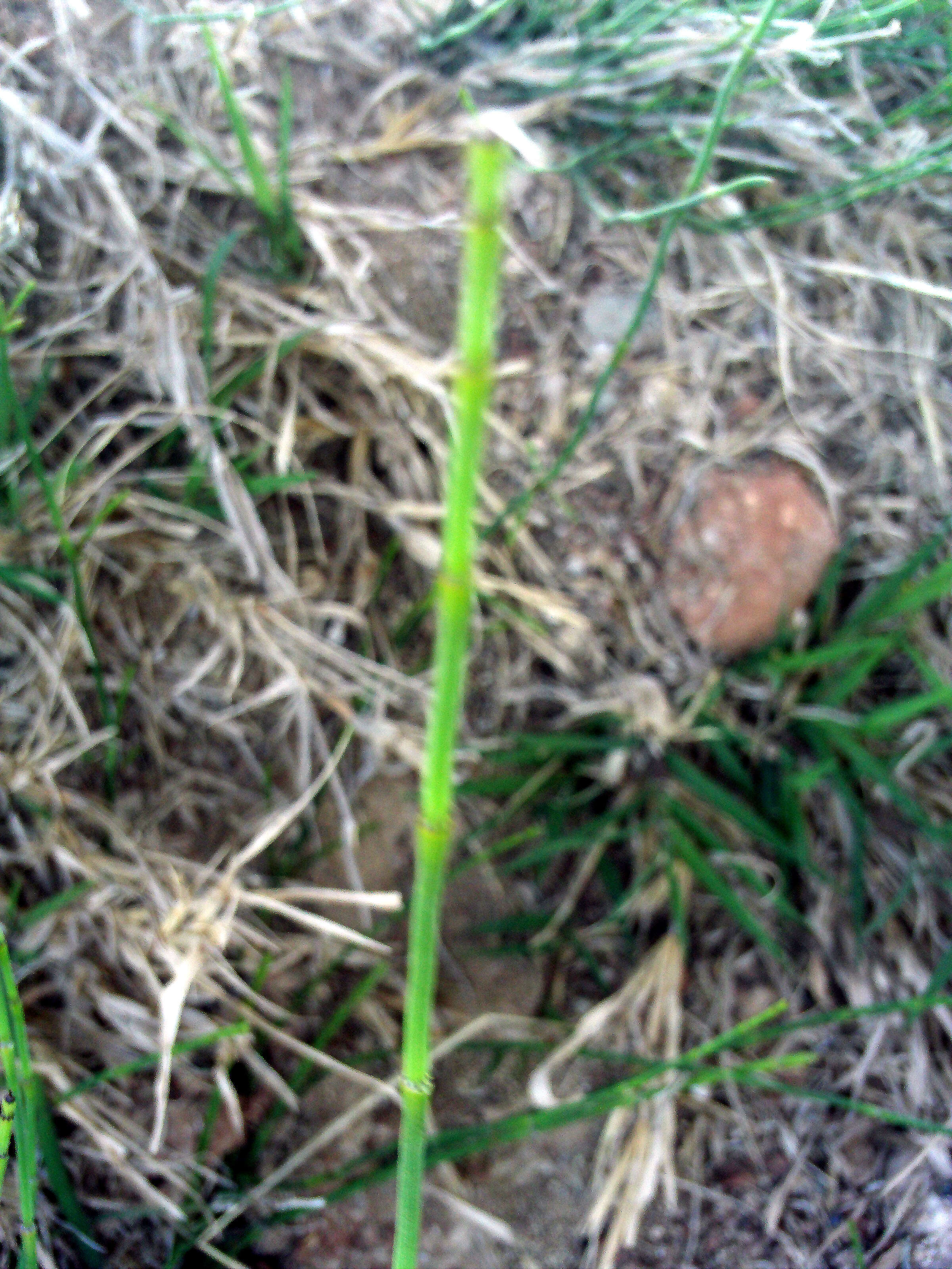 Image of boston horsetail