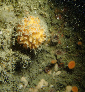 Image of orange rough ball horny sponge