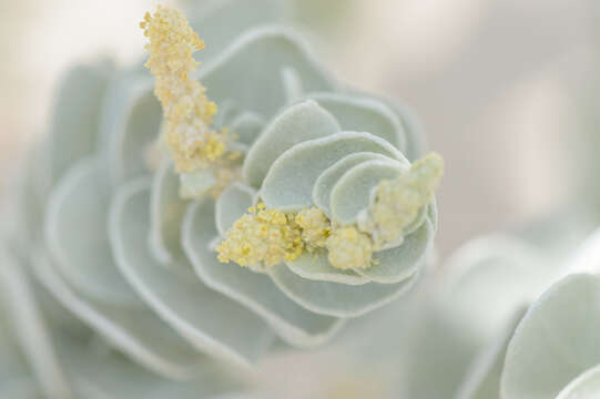 Image of Atriplex farinosa Forsk.