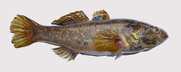 Image of Perccottus