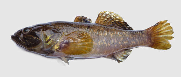 Image of Perccottus