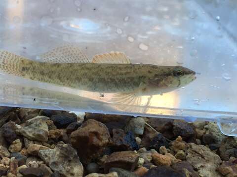 Image of Blackfin darter