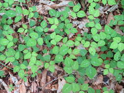 Imagem de Amphicarpaea bracteata subsp. edgeworthii (Benth.) H. Ohashi