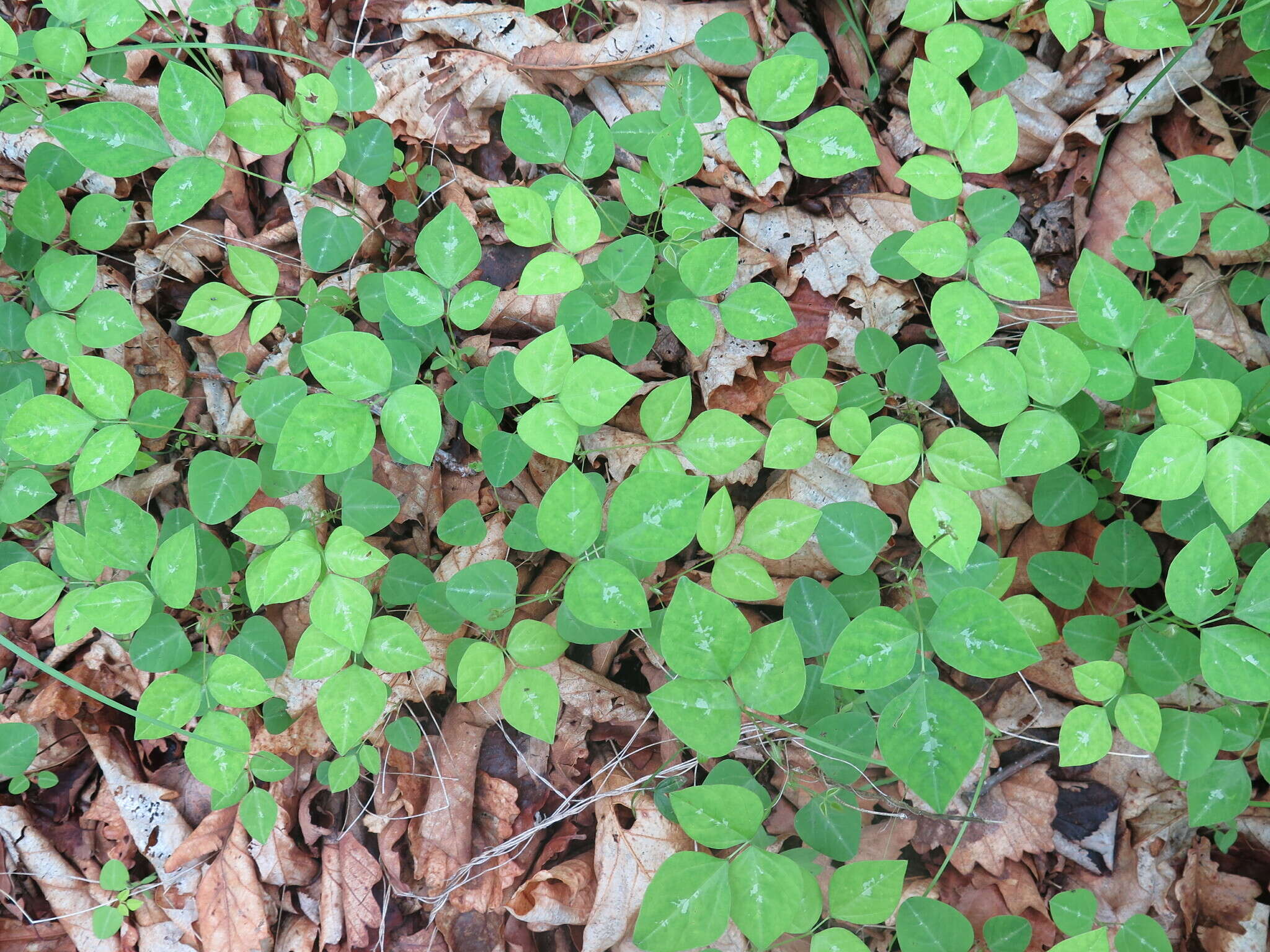 Image of Amphicarpaea bracteata subsp. edgeworthii (Benth.) H. Ohashi