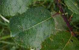 Image of goat willow