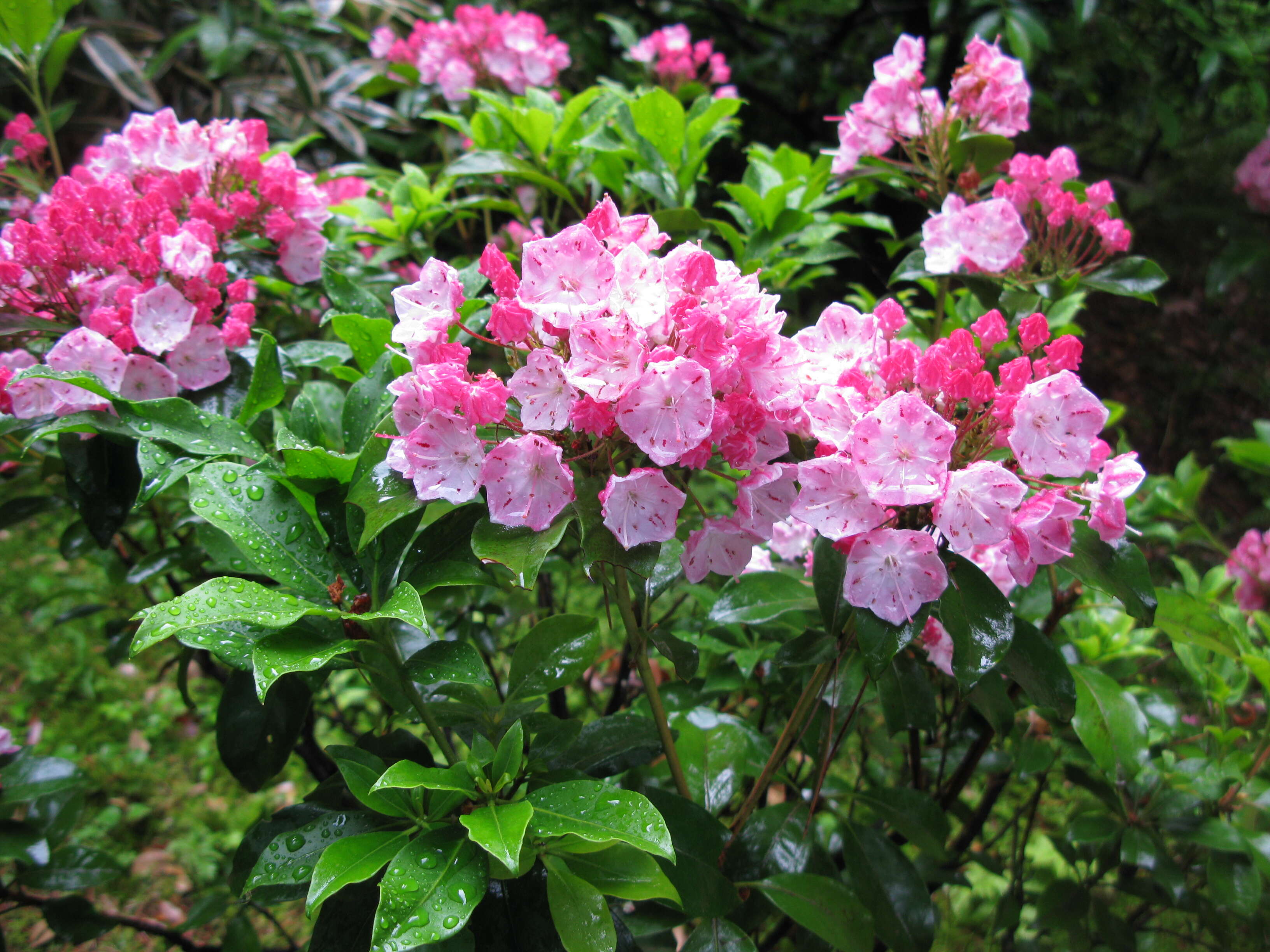 Image of mountain laurel