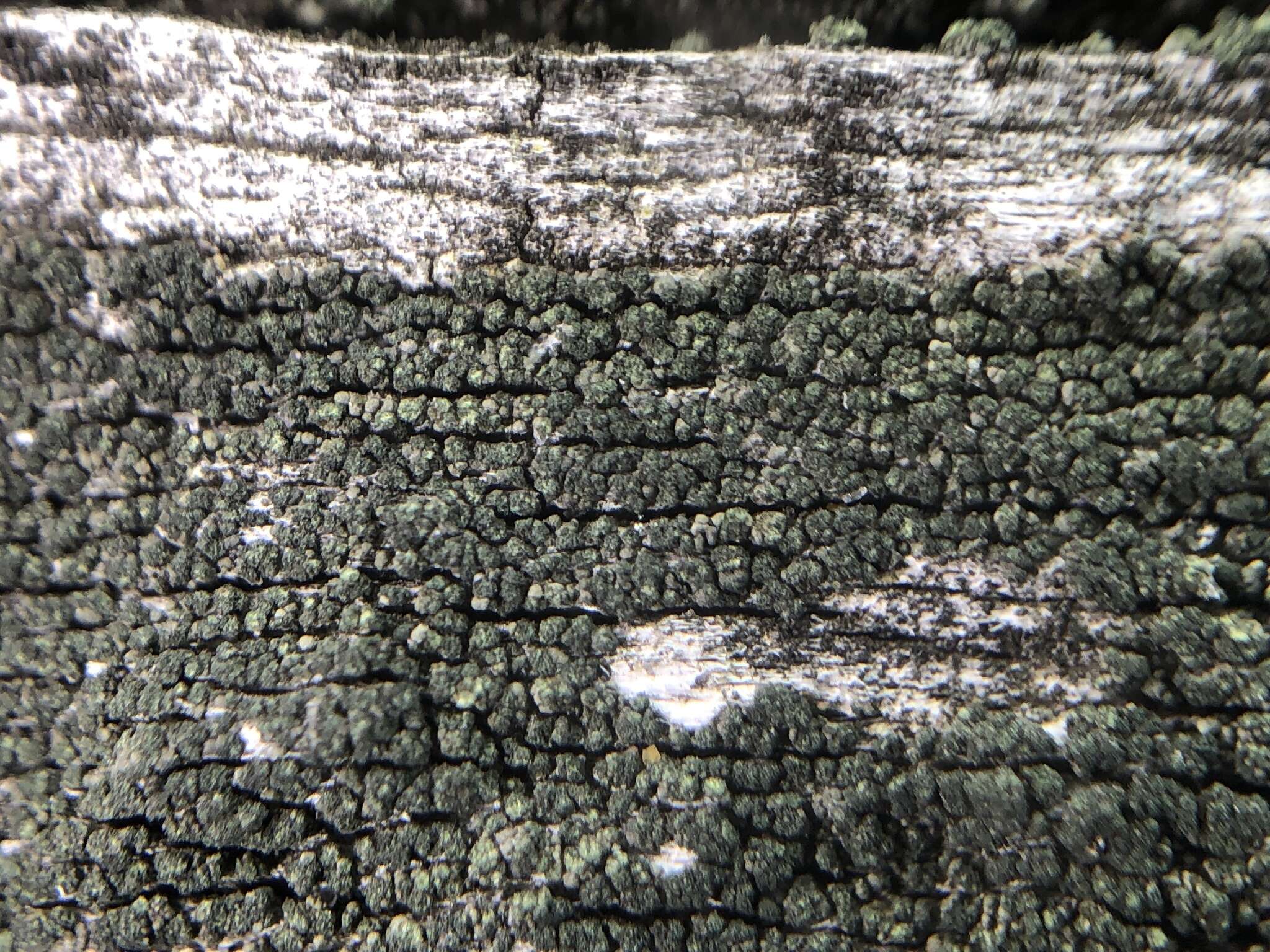 Image of trapeliopsis lichen