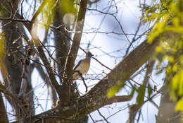 Image of Crested Coua