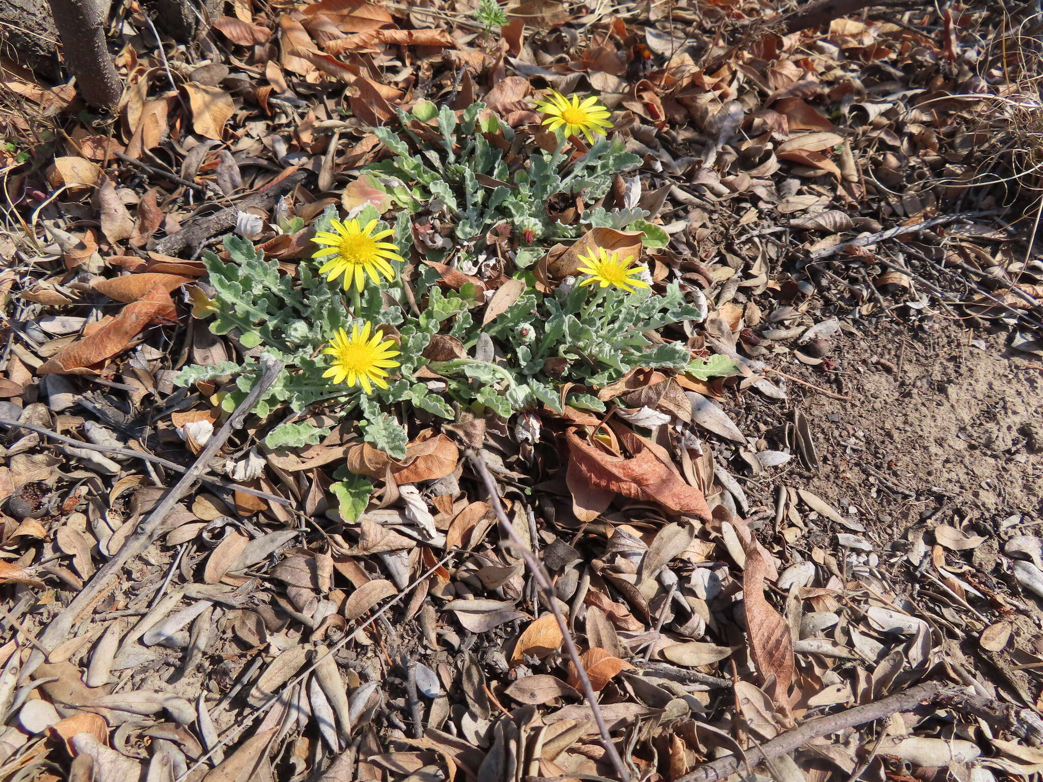 Image of Arctotis arctotoides (L. fil.) O. Hoffm.