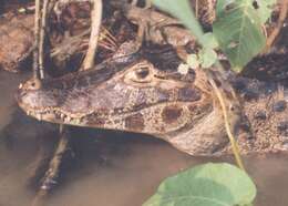 Image of Yacare caiman