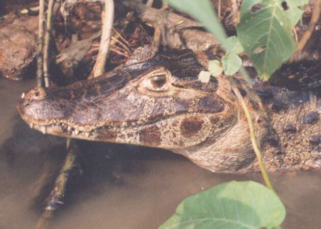 Image of Yacare caiman