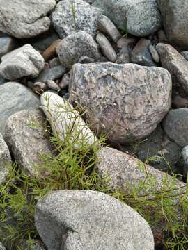 Image of longleaf starwort