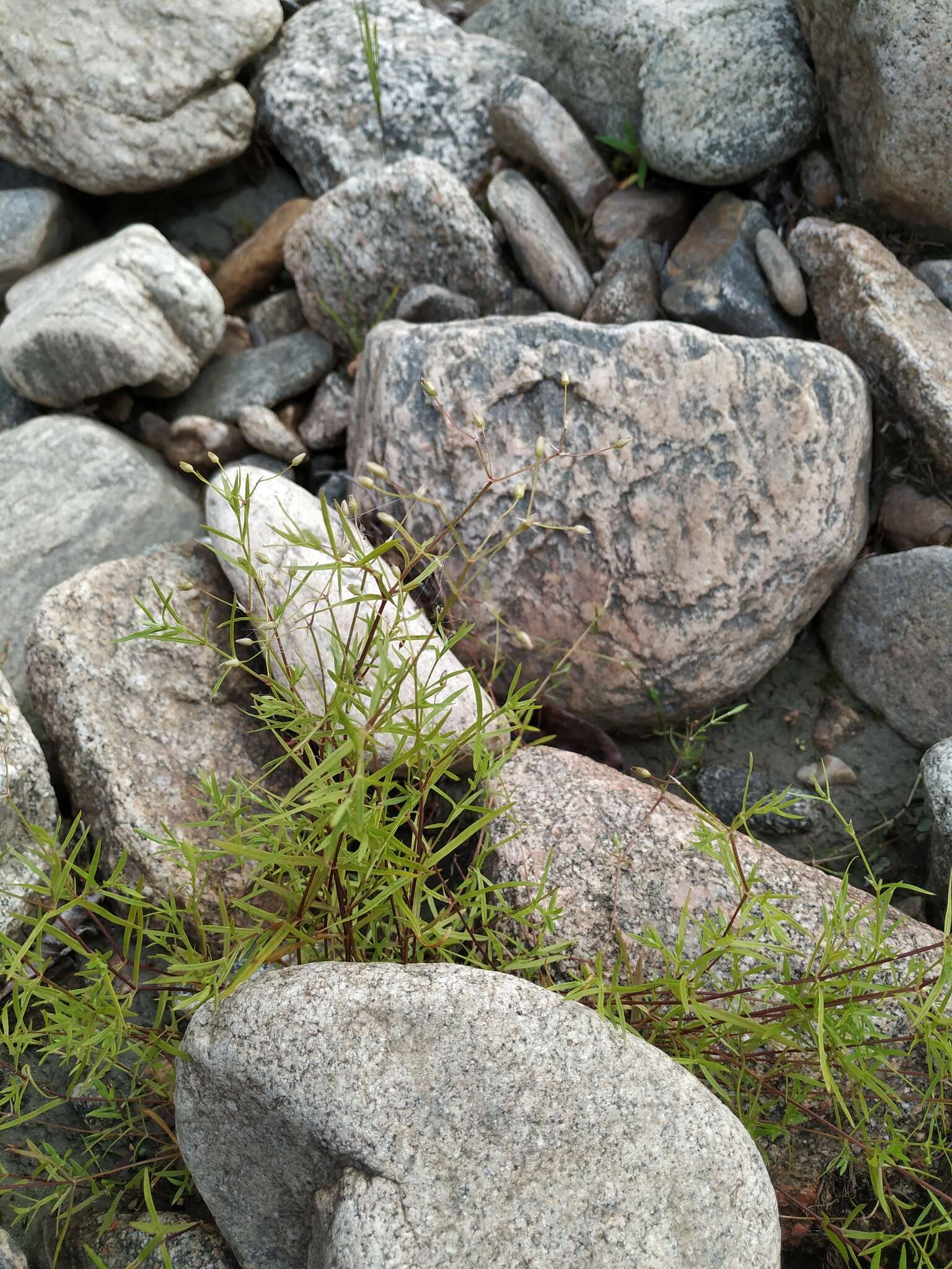 Imagem de Stellaria longifolia (Regel) Muhl. ex Willd.