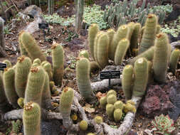 Image of Parodia lenninghausii (F. Haage) F. H. Brandt ex Eggli & Hofacker