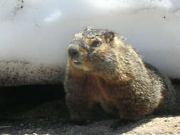 Image of Marmota subgen. Petromarmota Steppan et al. 1999