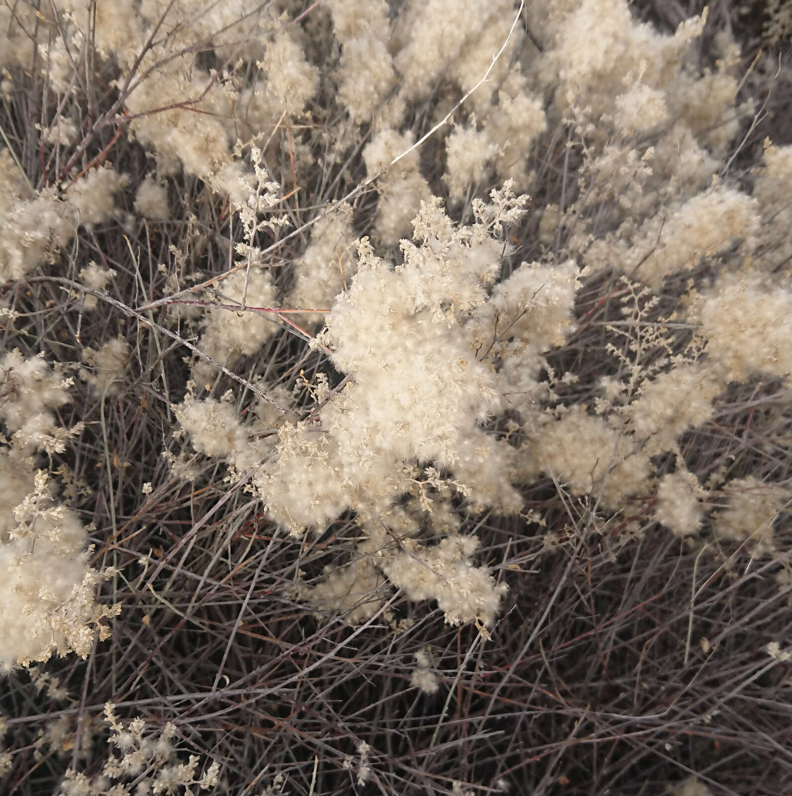 Image of Texas shrub